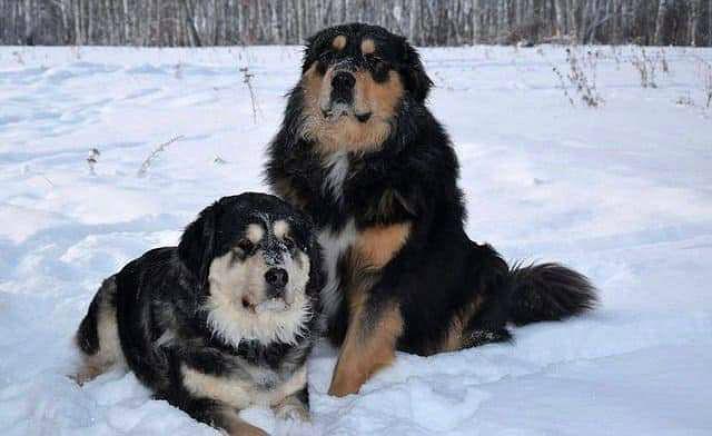 Подробная характеристика и особенности бурят-монгольских волкодавов хотошо