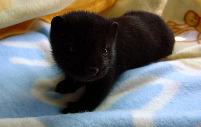 Все о норке: описание видов животного, содержание в домашних условиях, плюсы и минусы