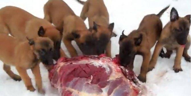 Грюнендаль