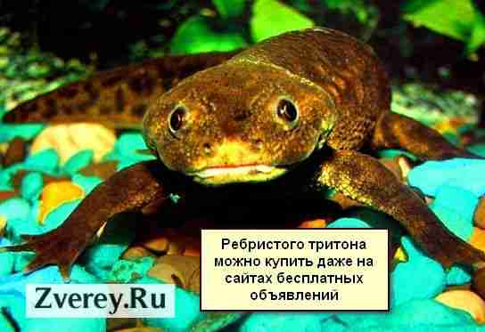 Китайский трионикс