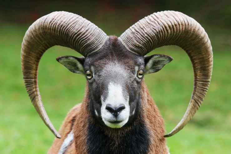 Горный баран – фото, описание, ареал, питание, размножение, враги