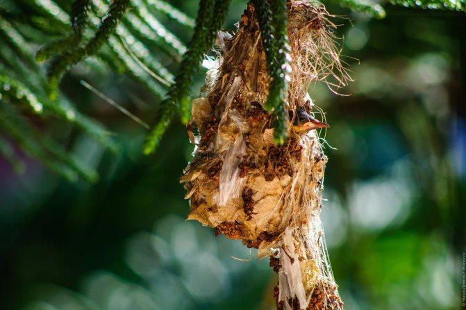 Нектарница: интересные факты о птицах