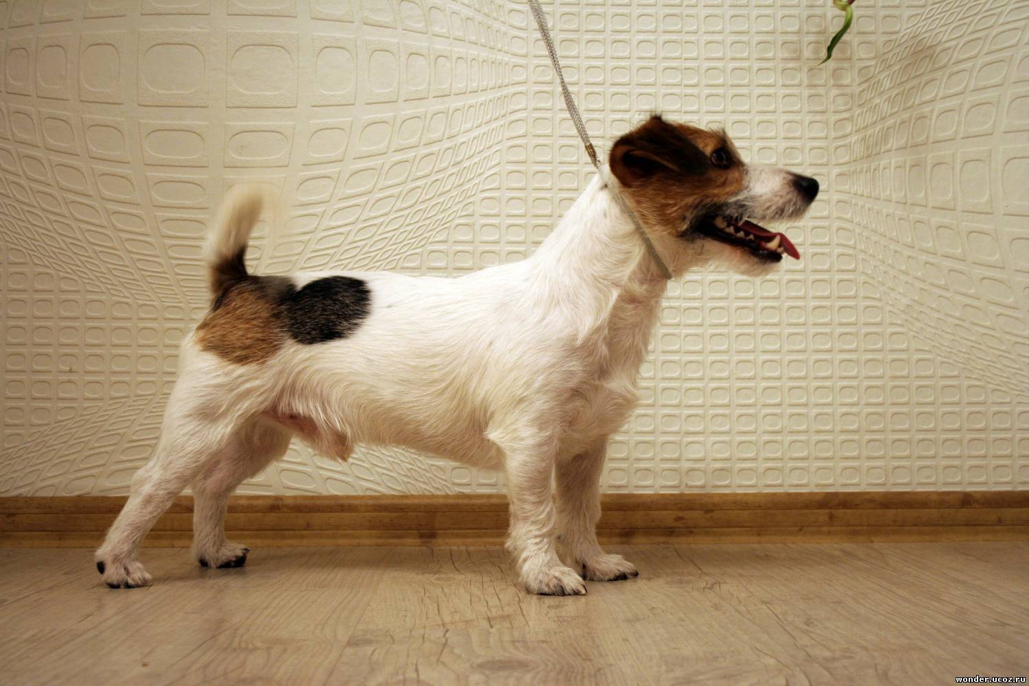 Уход за шерстью джек-рассел-терьера: виды и функции ухода