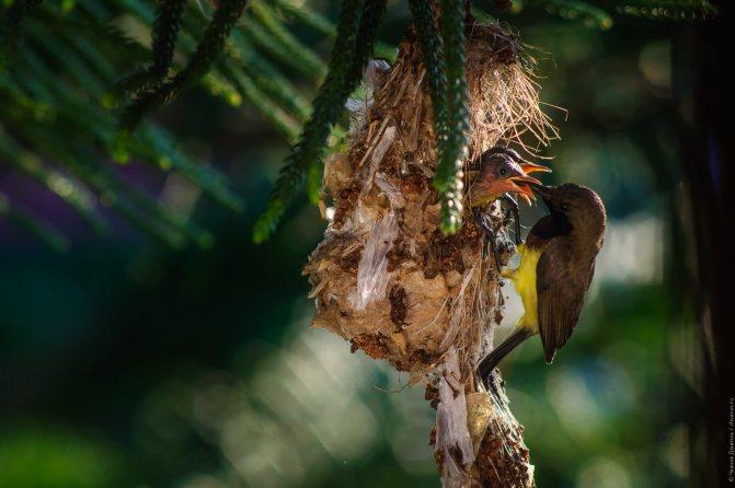 Нектарница: интересные факты о птицах