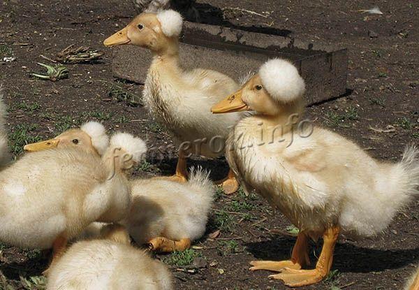 Самые яркие и позитивные виды птиц мира