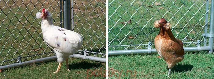 Как содержится порода кур Араукана, и выгоден ли бизнес на ее разведении