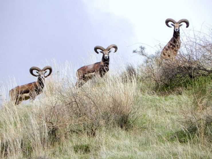 Горный баран – фото, описание, ареал, питание, размножение, враги