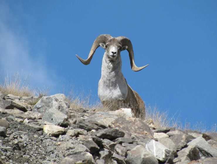 Горный баран – фото, описание, ареал, питание, размножение, враги