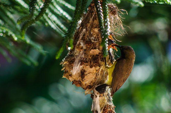 Нектарница: интересные факты о птицах