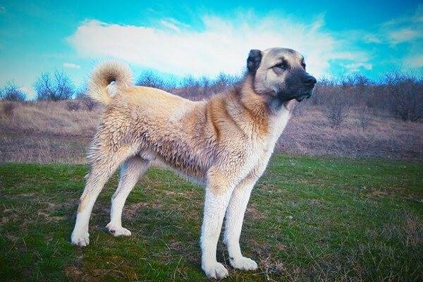 Какие существуют собаки волкодавы: описание русских, немецких и азиатских пород