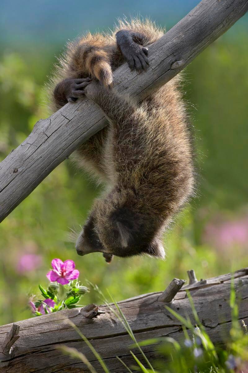 Где обитает енот