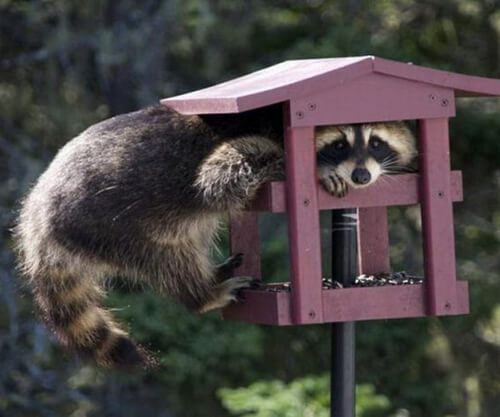 Где обитает енот