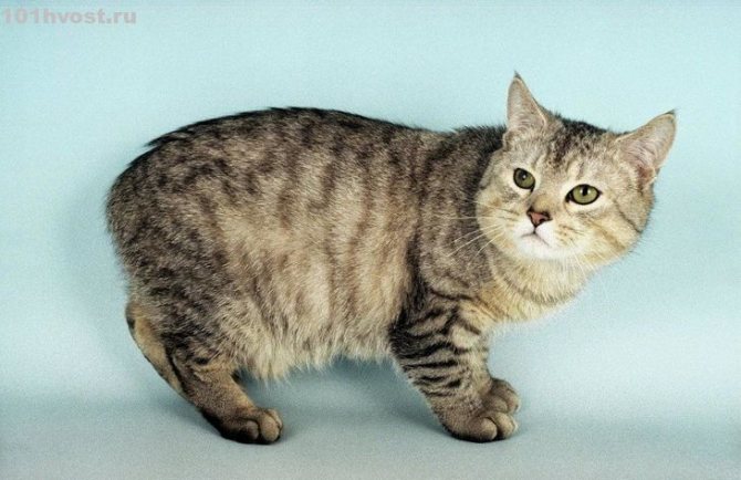 Кимрик: сколько живут, окрас, темперамент, повадки, частота кормления, болезни и дефекты породы