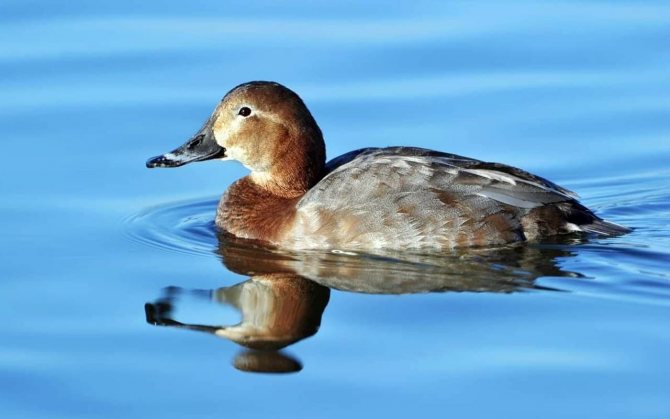 Чирок свистунок - самая маленькая утка