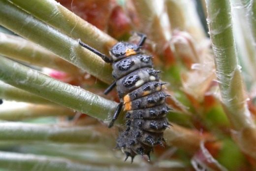 Личинка божьей коровки Личинка божьей коровки