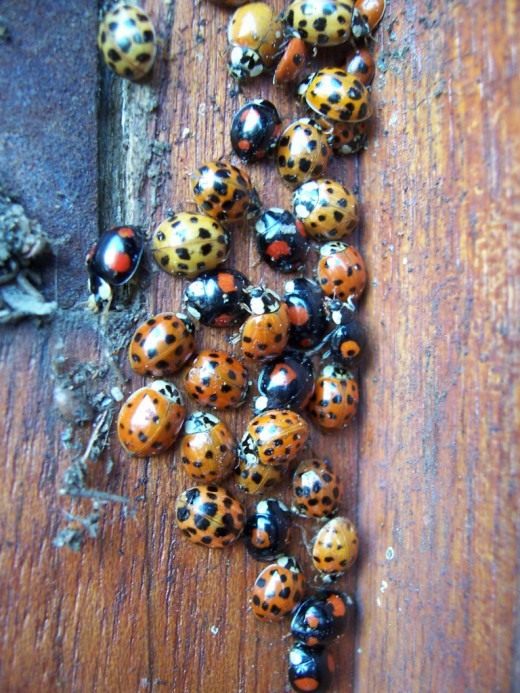 Божьи коровки