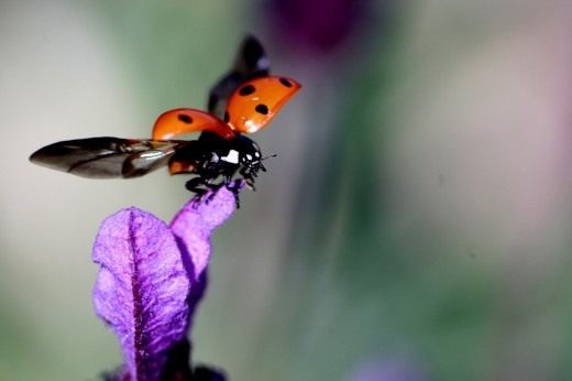 Божья коровка