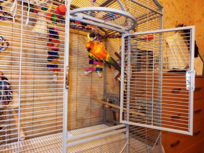 Попугай Аратинга: солнечный, золотой, яндайя, черноголовый