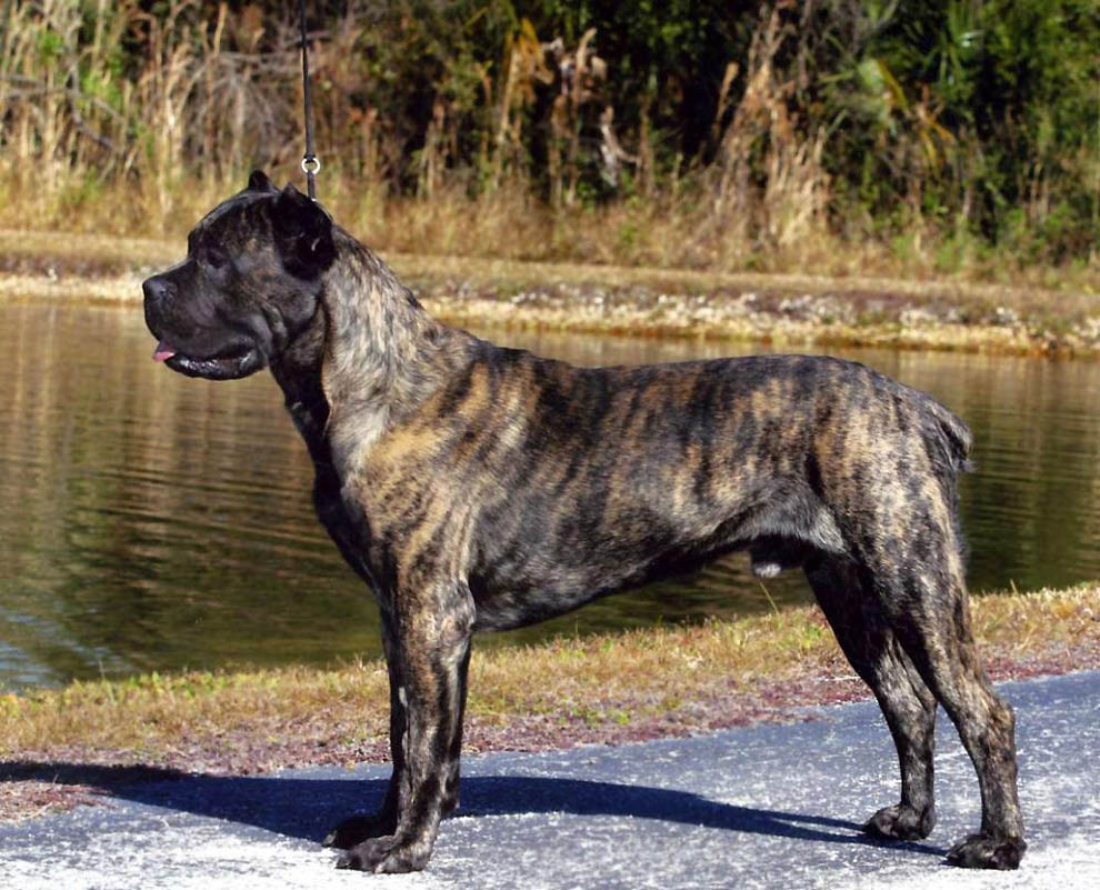 Фотография: Необычные породы собак №4 - BigPicture.ru