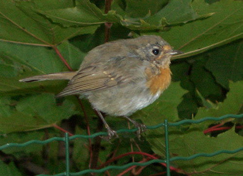 Робин робин Робин