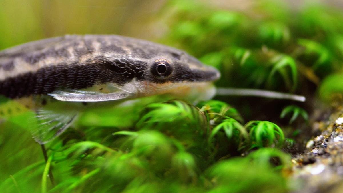 Отоцинклюс (Otocinclus sp.) акклиматизация, карантин.