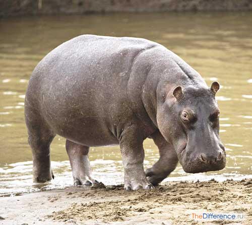 Чем отличается бегемот от гиппопотама