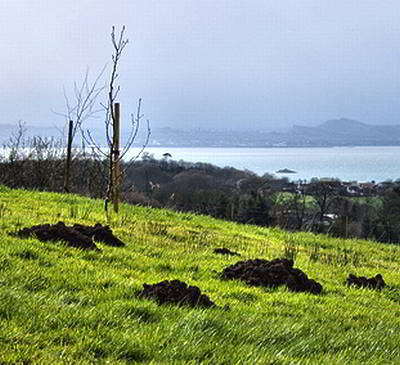 Методы борьбы с кротами Методы борьбы с кротами