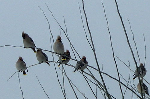 Восковые крылья Восковые крылья