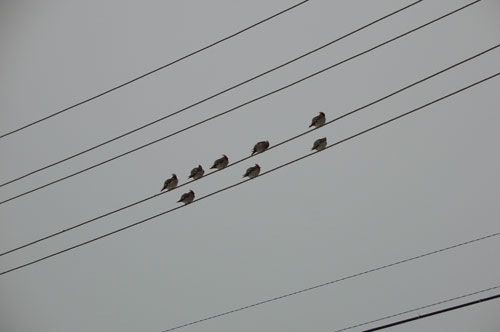 Восковые крылья Восковые крылья