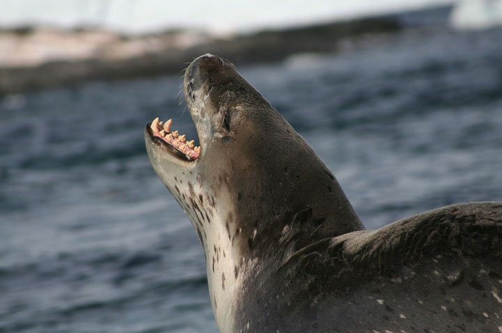 Морской леопард обитает по всей окружности антарктических льдов. Морской леопард обитает по всей окружности антарктических льдов.