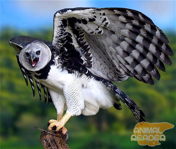 У гарпий самые длинные среди хищных птиц когти У гарпий самые длинные среди хищных птиц когти