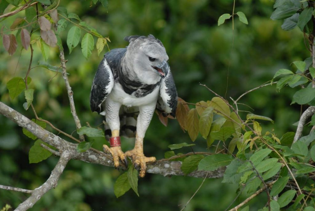 Гарпию иногда называют великим американским Harpy Eagle.