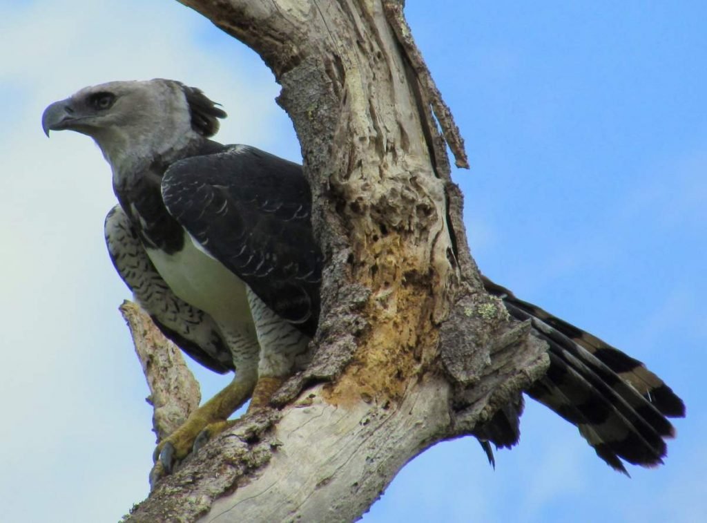 Гарпия — это лесной орёл, гнездящийся и охотящийся в тропических лесах.