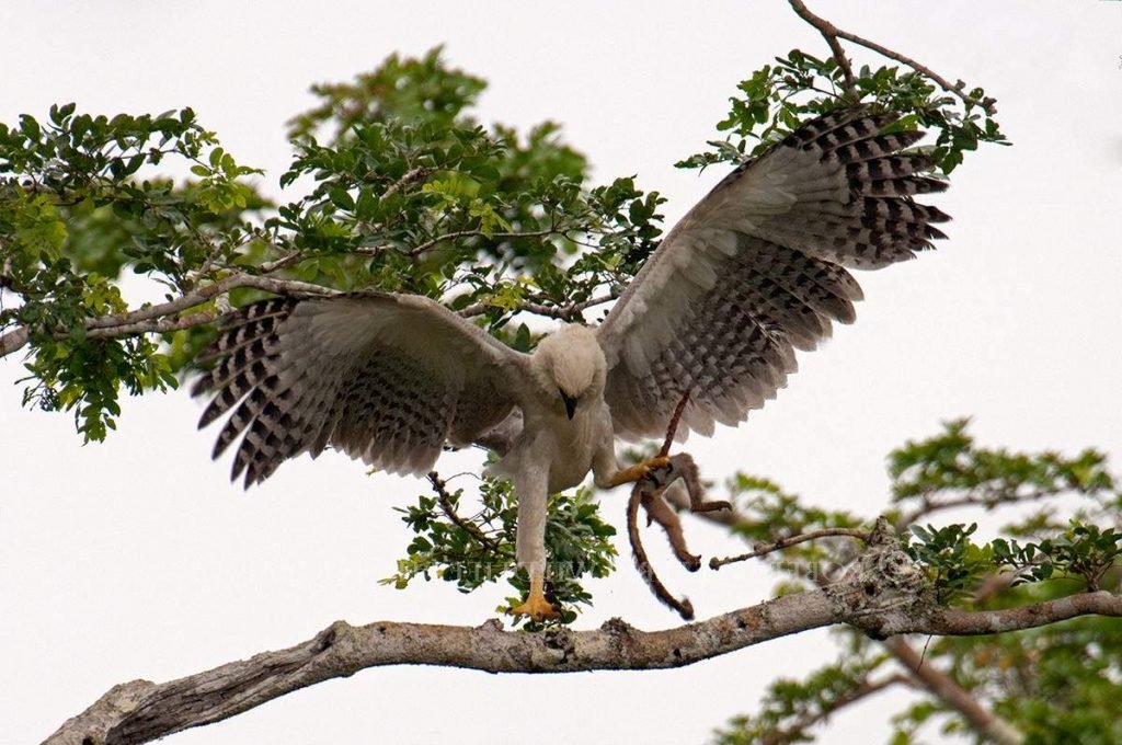 Гарпия - самая большая птица в мире?