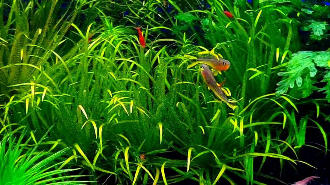 Попондетта фурката (P. furcatus) в аквариуме с креветками 1