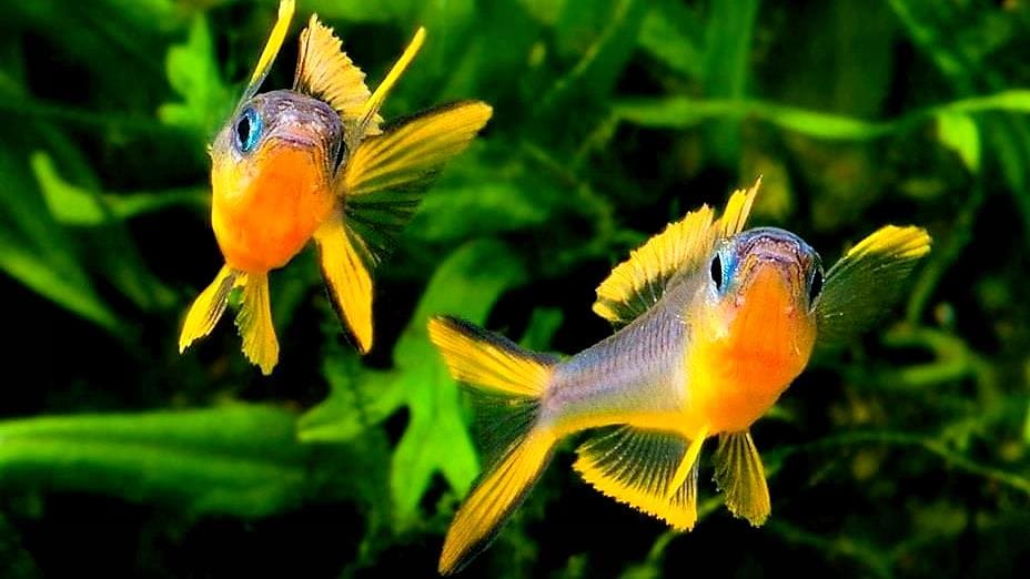 Попондетта фурката (P. furcatus) самцы, спарринг