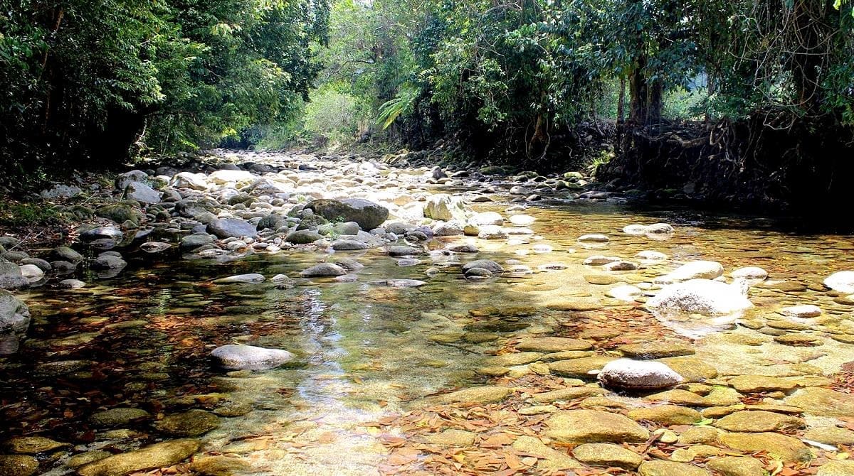 Попондетта фурката (P. furcatus) места обитания, Папуа-Новая Гвинея