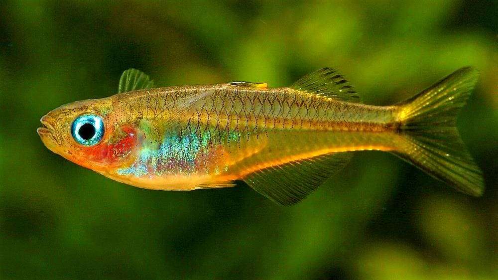 Попондетта фурката (P. furcatus) внешний вид, самка