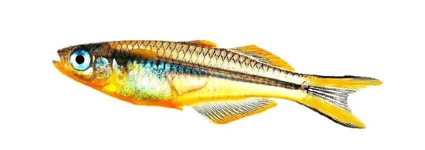 Попондетта фурката (P. furcatus) самка, внешний вид, отличие