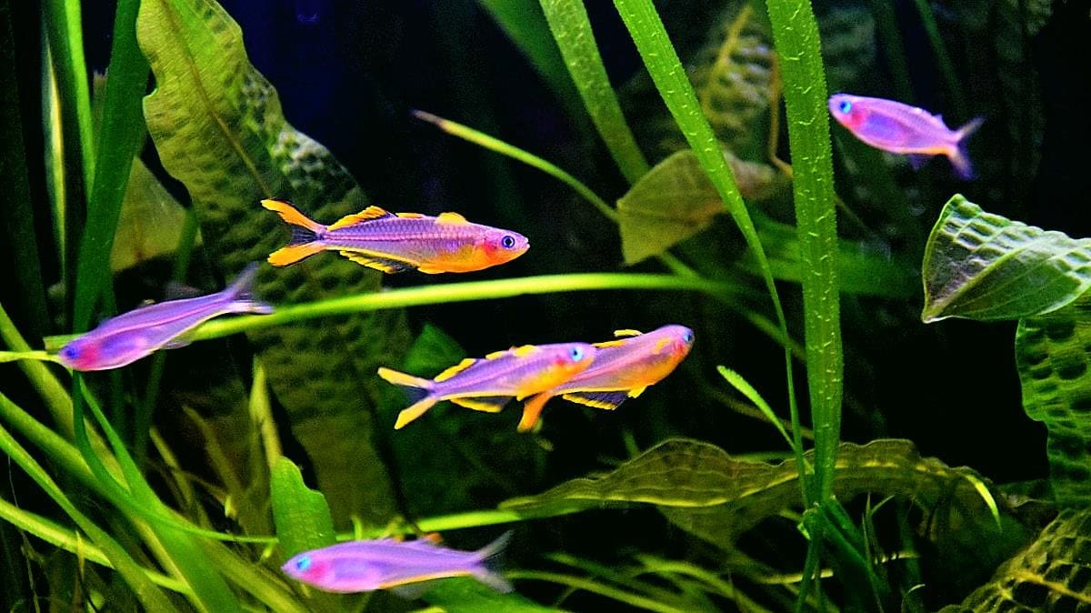 Псевдомугил фурката (Pseudomugil furcatus) стайка в аквариуме