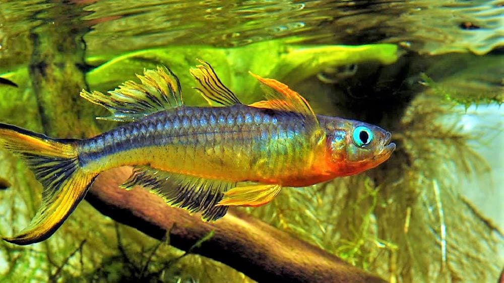 Псевдомугил фурката (Pseudomugil furcatus) в аквариуме