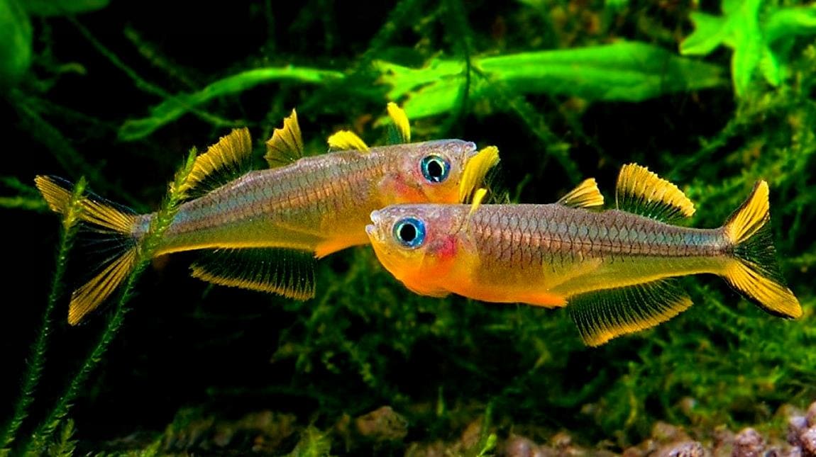 Попондетта фурката (P. furcatus) отличный выбор для аквариума