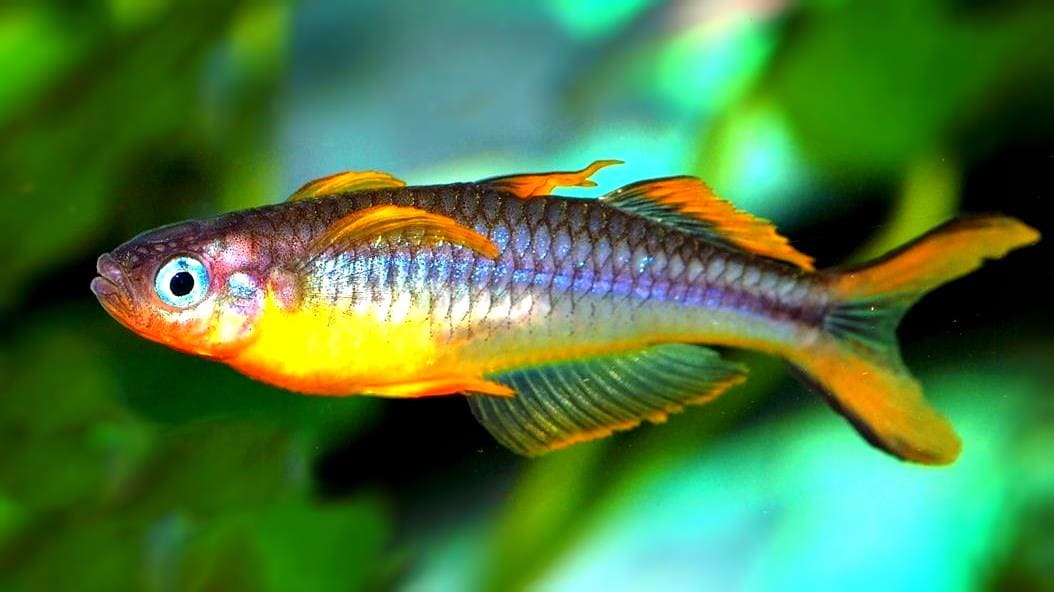 Попондетта фурката (P. furcatus) внешний вид, самец