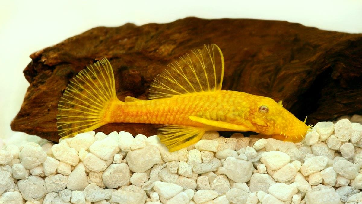 Анциструс обыкновенный золотистый (Ancistrus gold) мужской.