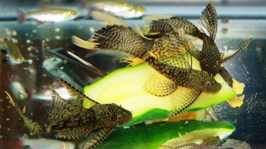 Корм анциструса вуали (Ancistrus longfin.