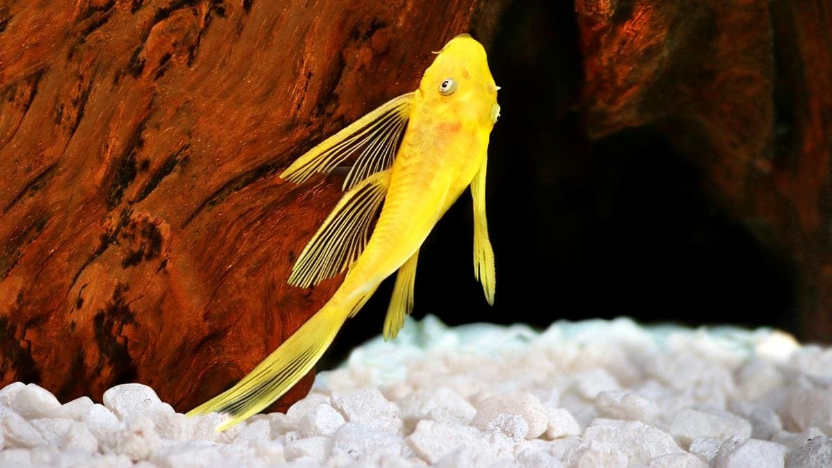 Анциструс вуалевый золотистой формы (Ancistrus gold longfin).