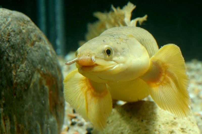 Полиптерус сенегальский (P. senegalus) внешний вид, вид спереди