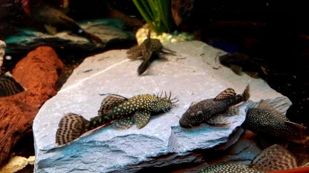 Анциструс обыкновенный (Ancistrus Dolichopterus) в аквариуме 2.