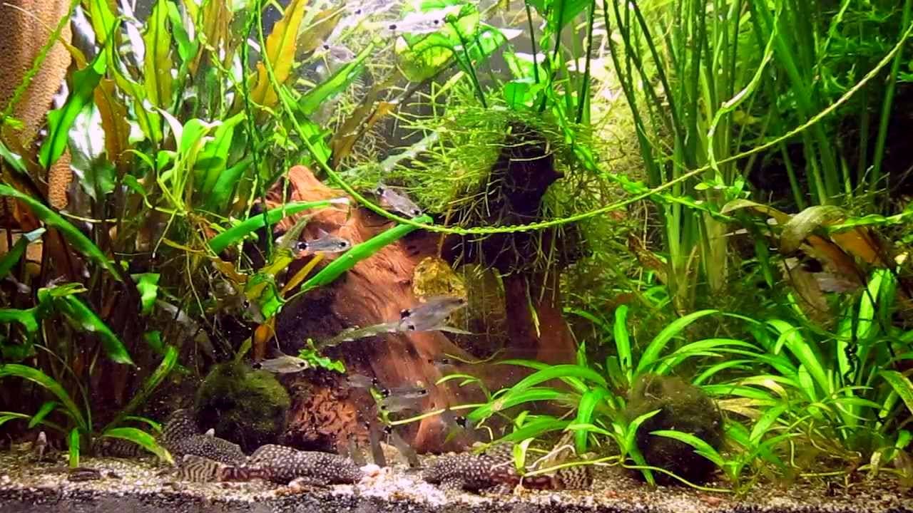 Анциструс обыкновенный (Ancistrus Dolichopterus) в аквариуме 1.
