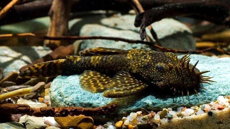 Анциструс обыкновенный (Ancistrus Dolichopterus) самец.